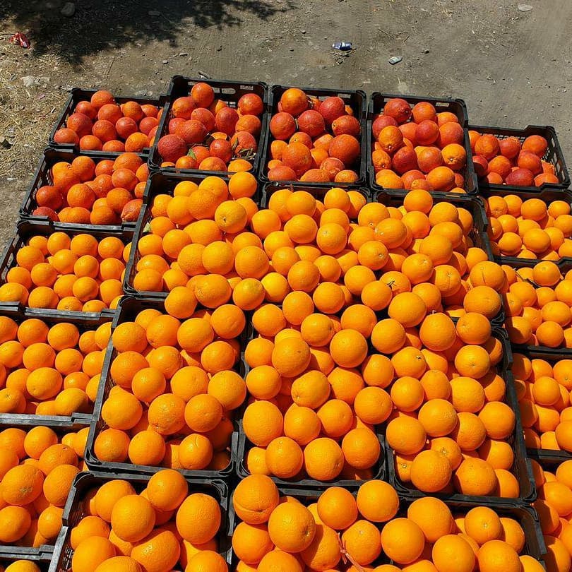 پرتقال داراب